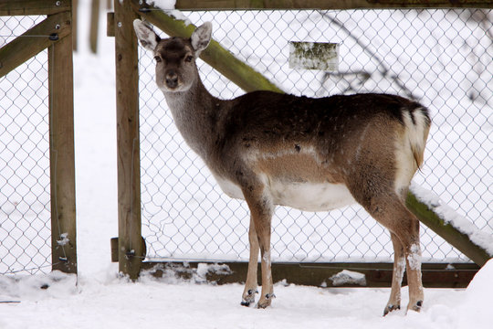 Damwild (Kuh) an einem Tor