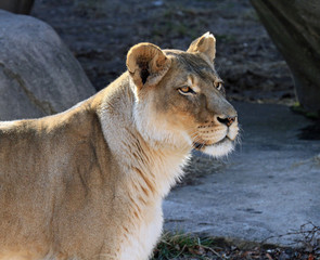 Healthy female lion