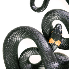 Snake isolated on white background.