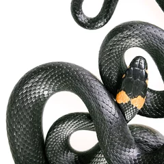 Fototapeten Snake isolated on white background. © 2happy