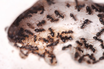 Ants life