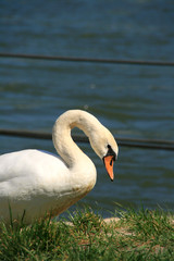 schwan_01