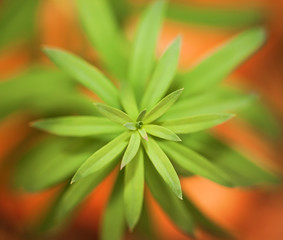 plant macro, abstract nature background