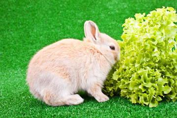 bunny and salad