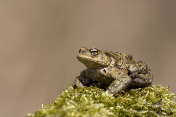 Erdkröte (Bufo bufo)