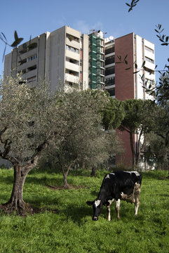 mucche al pascolo in citt&agrave;