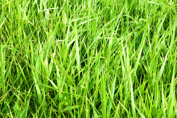 green grass close up background