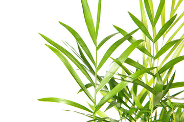 Fototapeta na wymiar Plant isolated on white background.