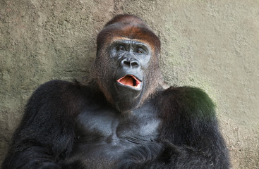 Yawning Gorilla