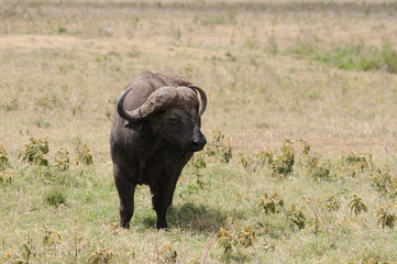 Obraz premium Wasserbüffel