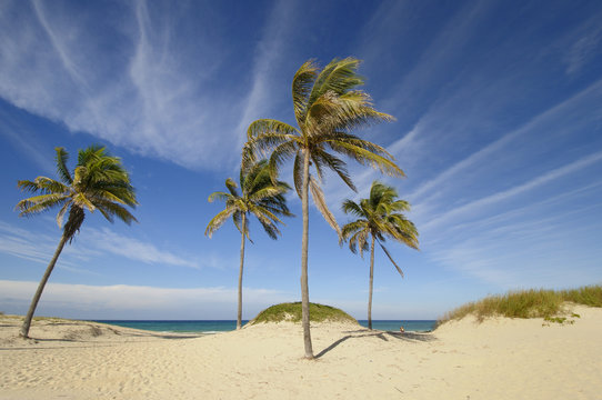 Tropical beach at Santa maria del mar, cuba