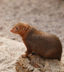 Dwarf Mongoose - Helogale