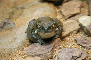 Coloradokröte (Bufo Alvarus)