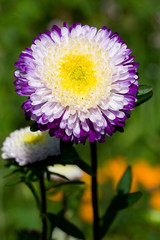 Obraz premium purple-white asters on green grass