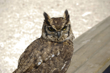Hibou grand duc # 9