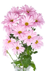 pink chrysanthemum flowers bouquet