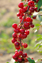 Sauerkirsche - sour cherry 05