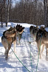 Crédence en verre imprimé Arctique huskies au galop