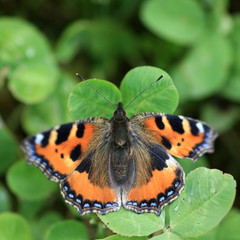 Kleiner Fuchs - Aglais Urticae