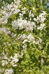 spring tree with flowers.
