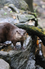 カワウソのポートレート