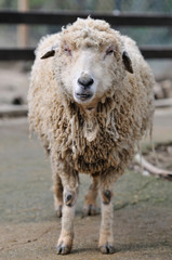 羊のポートレート