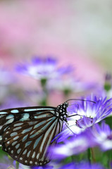 Paradise of Butterfly