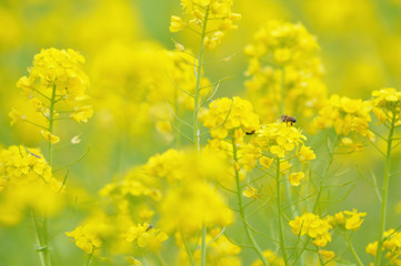 菜の花とミツバチ