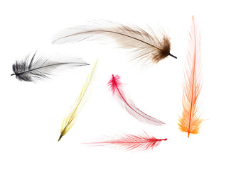 Fly-fishing Feathers