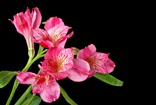 Peruvian Lily, Alstroemeria