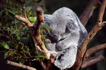 Tableaux ronds sur aluminium brossé Koala Koala bear