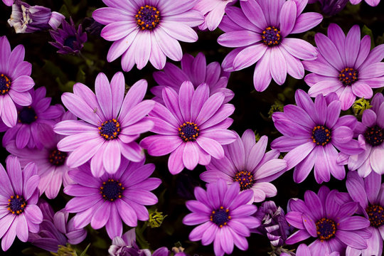 Fototapeta Purple flower