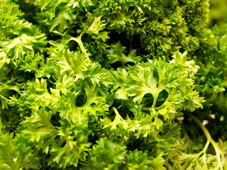 Parsley