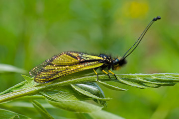 Insect (Ascalaphidae) 13