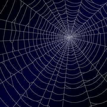 Spider's web. Vector.