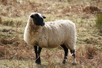 Obraz premium mouton