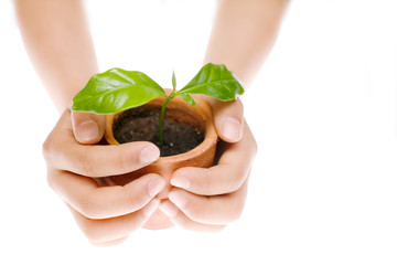 Child´s hands holding young plant