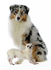 berger australien et chihuahua, races de chiens en vogue