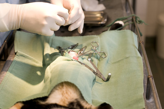 st&eacute;rilisation d'une jeune chatte - chirurgie v&eacute;t&eacute;rinaire