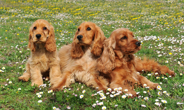 famille de cockers