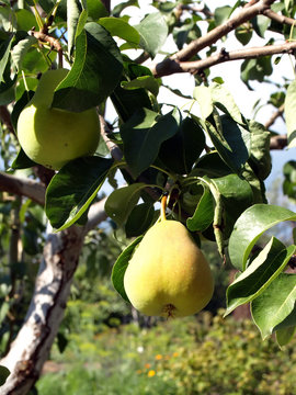 Pear on the twig. Shallow DOF.