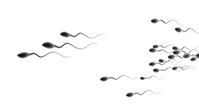 Human sperm compeition