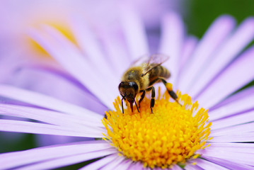 bee