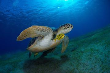 Tartaruga  verde con pesce pilota