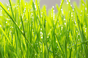 drop on grass