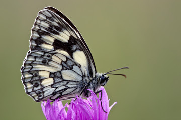 Obraz premium Schachbrettfalter
