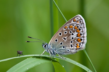 Obraz premium Bläuling