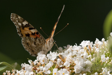 Butterfly on flowers