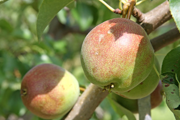 Pear on a branch