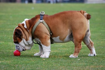 bulldog